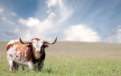 Southeastern Legal Foundation challenges more unconstitutional race- and sex-based USDA programs