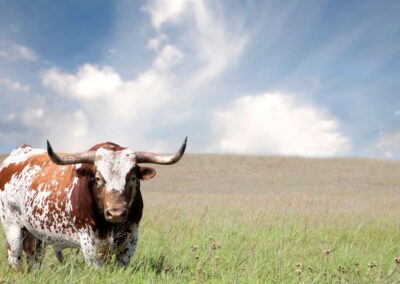 Texas Farm Bureau et al. v. USDA