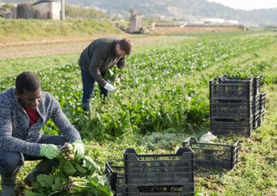 Department of Labor v. Sun Valley Orchards